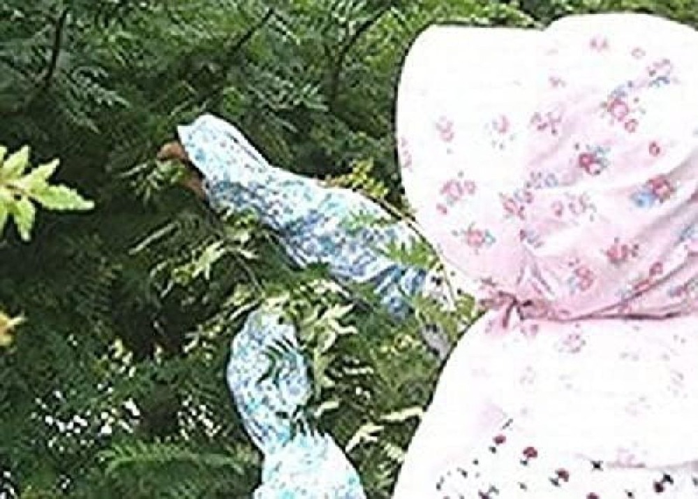 枝取り・アク抜き済　令和7年新物　冷凍実山椒　朝倉山椒１kg