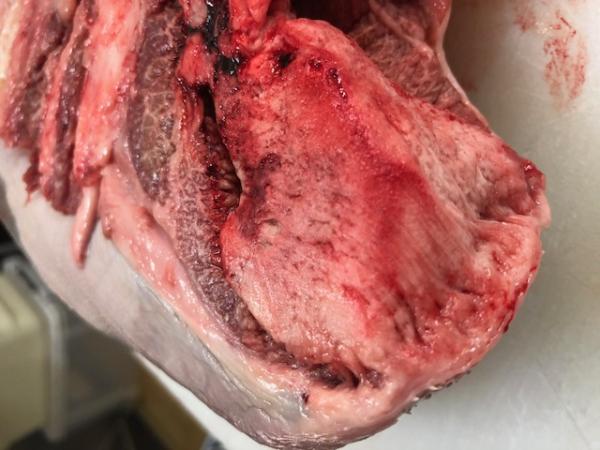 《霜降り》鳥取和牛　黒タン　ノーマル　冷凍　数量限定！