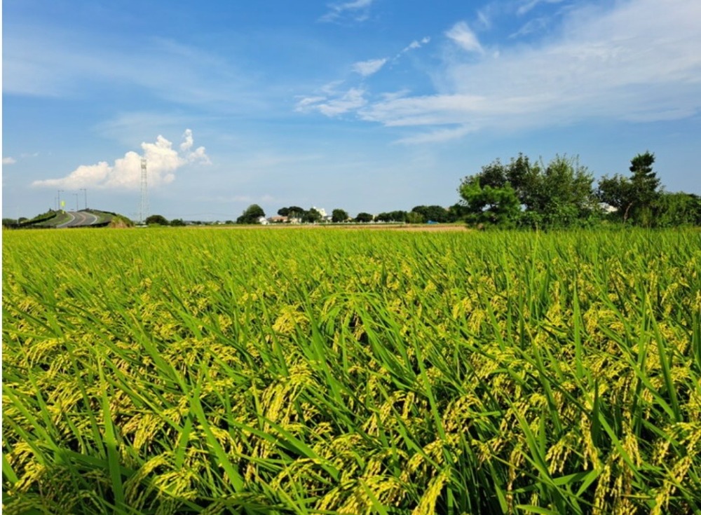令和7年度茨城県産こしひかり５kg