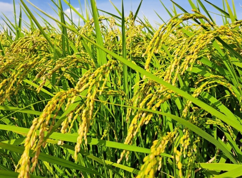 令和7年度茨城県産こしひかり20kg