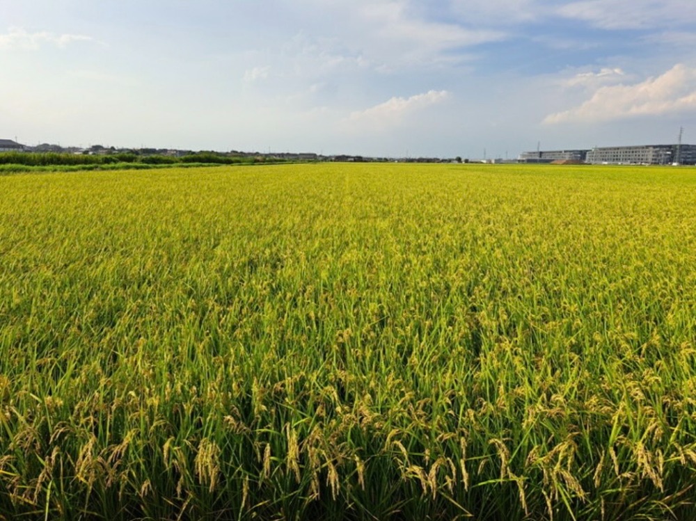 令和7年度茨城県産こしひかり10kg