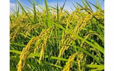 �X�܎ʐ^�E���S