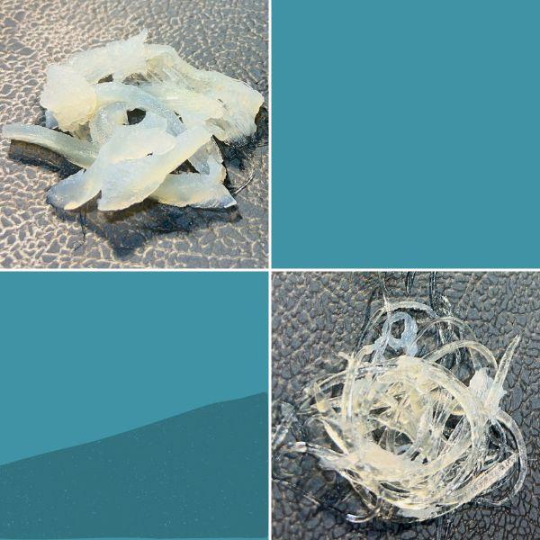 気仙沼産　冷凍ふかひれ散翅　500g　●　金糸　魚唇　鱶鰭　魚翅