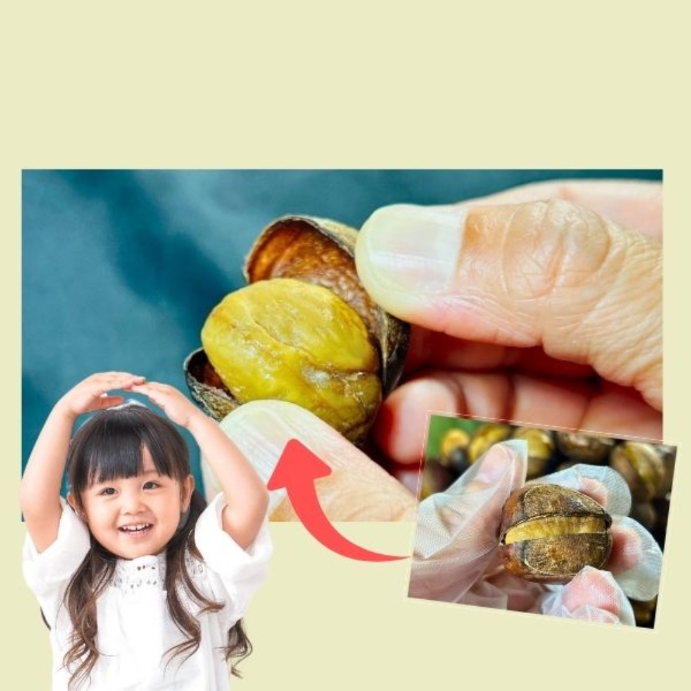 簡単に殻が剥ける　焼栗　●　焼き栗