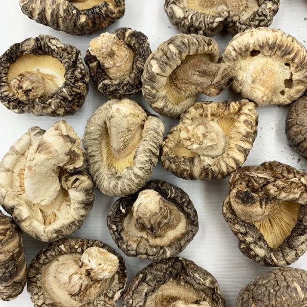 国内産　極小椎茸　小玉しいたけ１ｋｇ　どんこ　３〜４ｃｍ