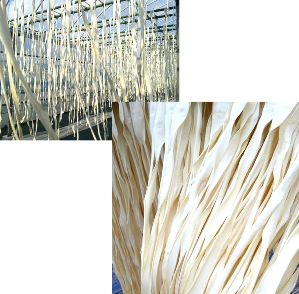 国産　かんぴょう１ｋｇ　干瓢　特選　業務用