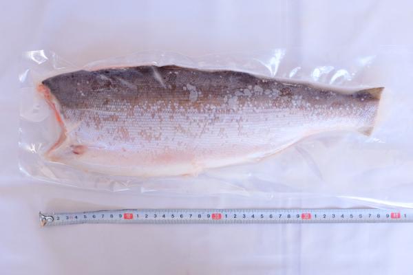 【北海道加工】【ニッスイ】汐紅鮭フィーレ(甘口)　15枚