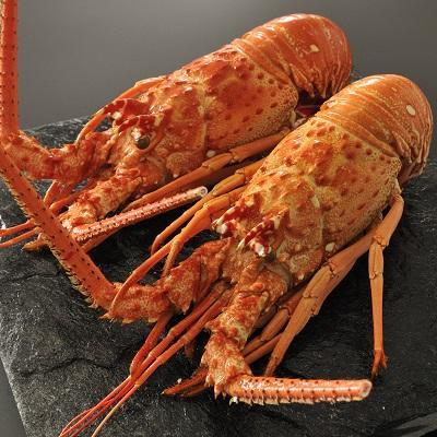 甲殻類 伊勢えび 仕入れなら業務用食材卸売市場mマート