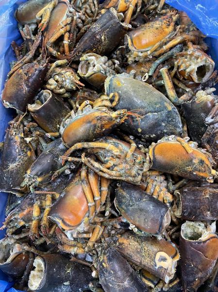 カナダ産　オマールロブスターヘッド　11.34　kg　