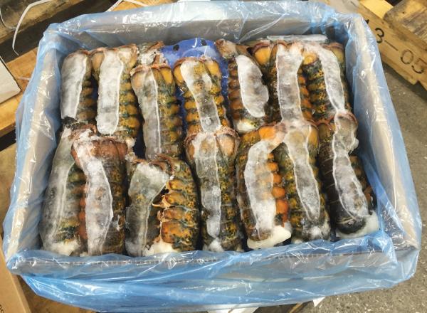 《HP製法‼》カナダ産　生冷オマールテール　3-4オンス　(2L)