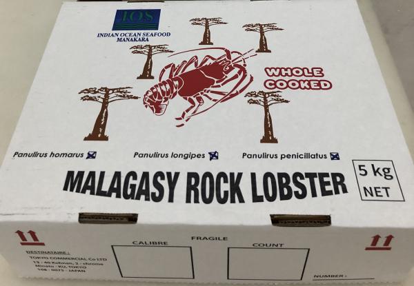 マダガスカル産　ボイル伊勢海老　32尾／10kg