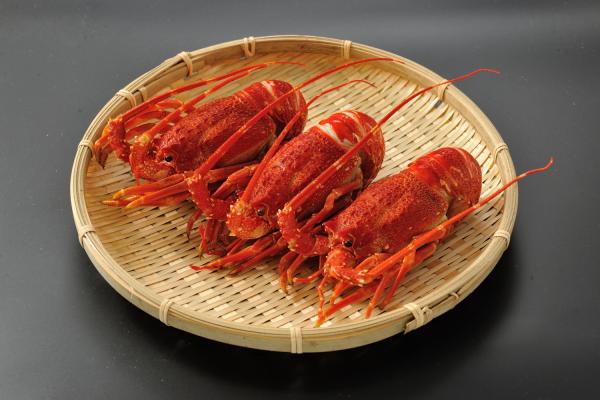 【生食可】ナミビア産　ボイル伊勢海老　52尾／10kg