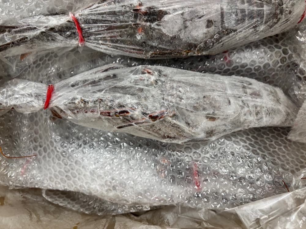 【刺身用】国産　生冷伊勢海老　8尾入り(600/700g)　5kg/箱