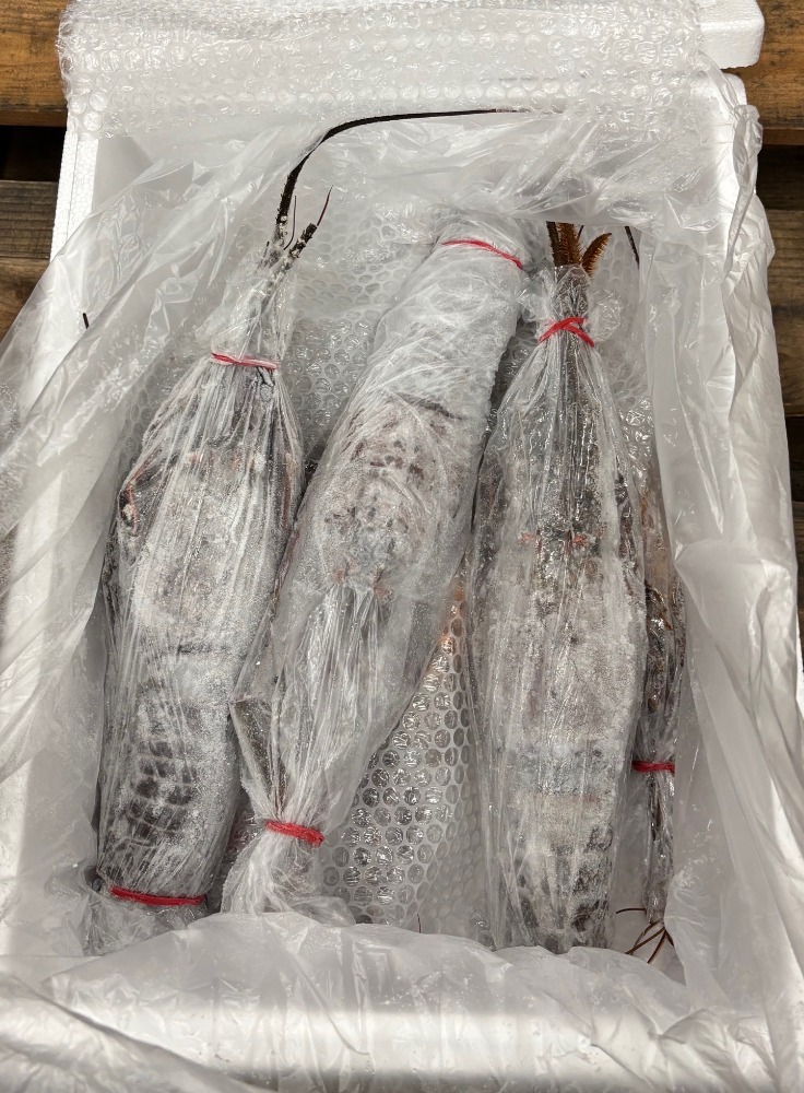 【刺身用】国産　生冷伊勢海老　8尾入り(600/700g)　5kg/箱