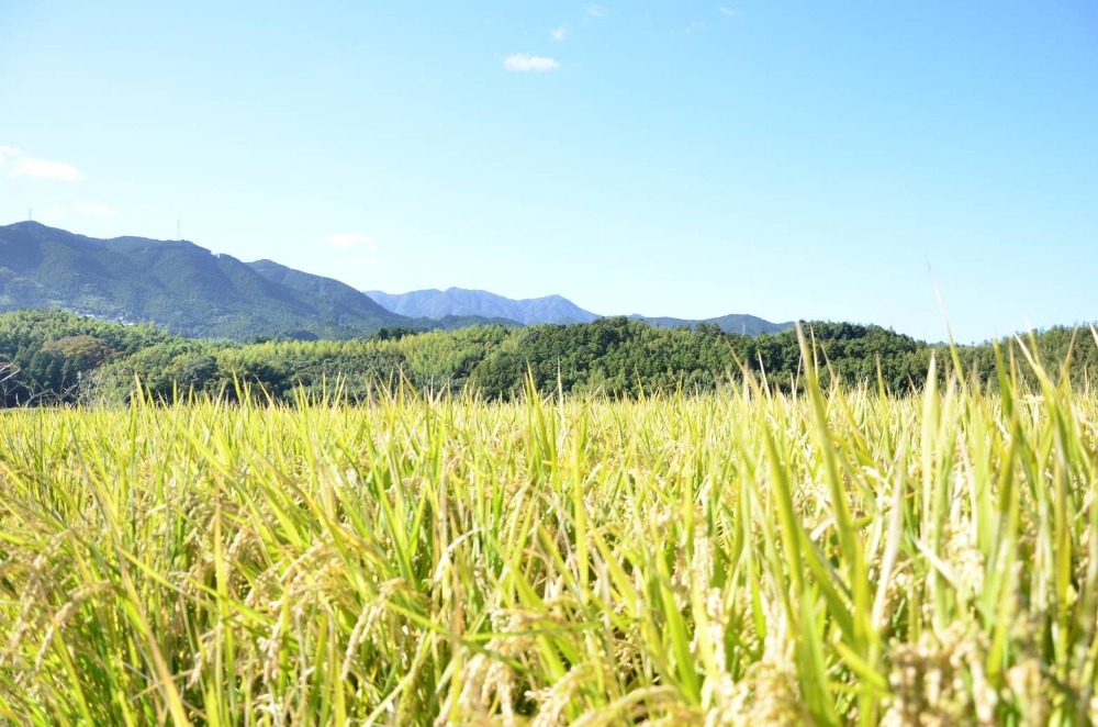 �ߘa7�N�x�V�āy�������Y�z�q�m�q�J���@���ā@10kg(10k...