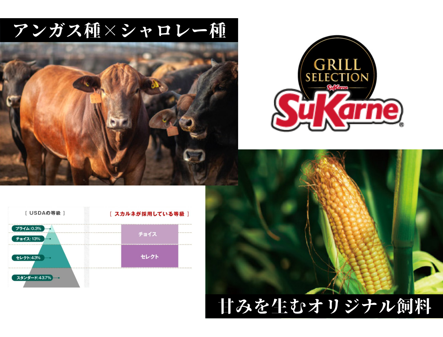 �X�J���l�W���p��������� �\�����[�V����1