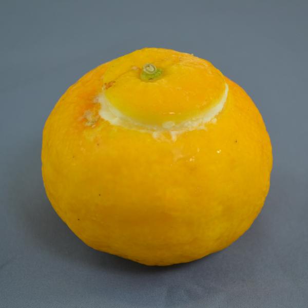 くりぬきフルーツシャーベット【まるごと柚子】50㎖　30入