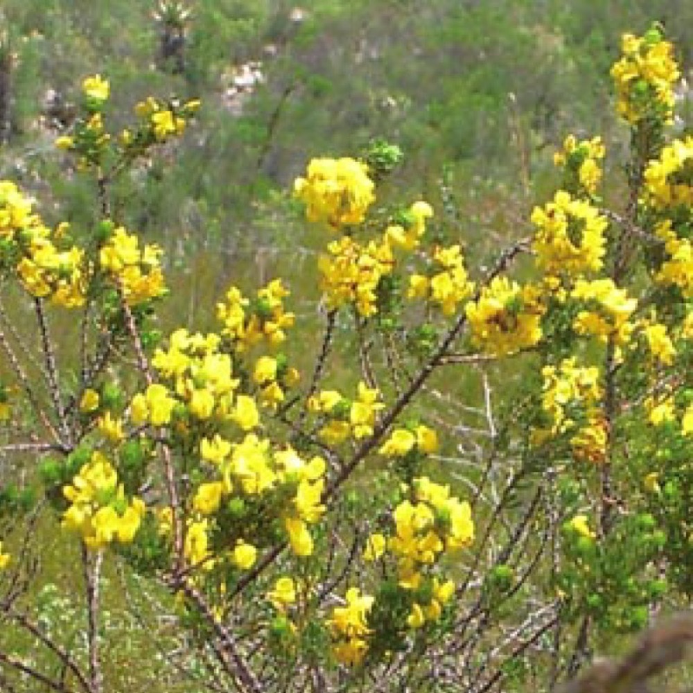 ハニーブッシュ　ティーバッグ　3ｇx20（ＴＢ・健康茶）