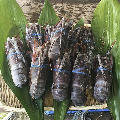 冷凍生伊勢海老（生食用）（Ａランク）（千葉県産）約350〜400g