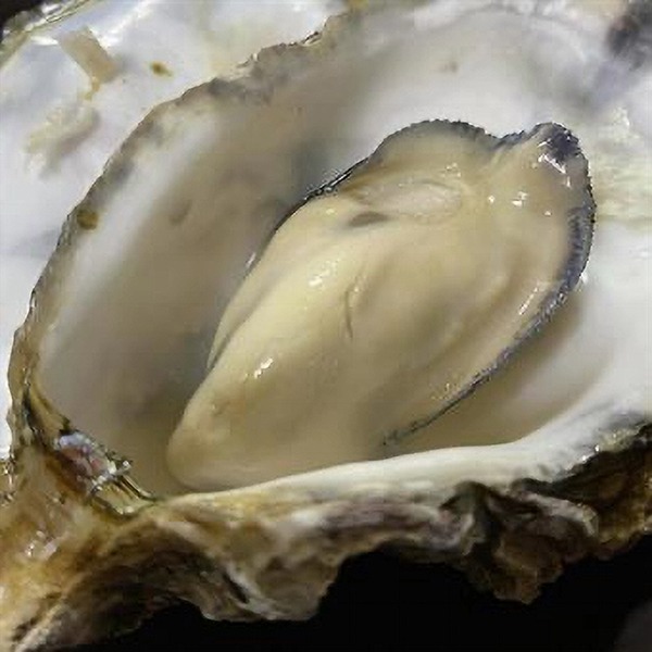 宮城県産　生食用　殻付牡蠣　サイズ無選別　７kg/箱