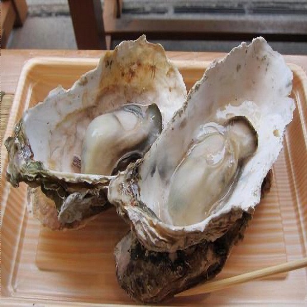 三陸産冷凍殻付き牡蠣　生食可能　15kg/箱　サイズ無選別