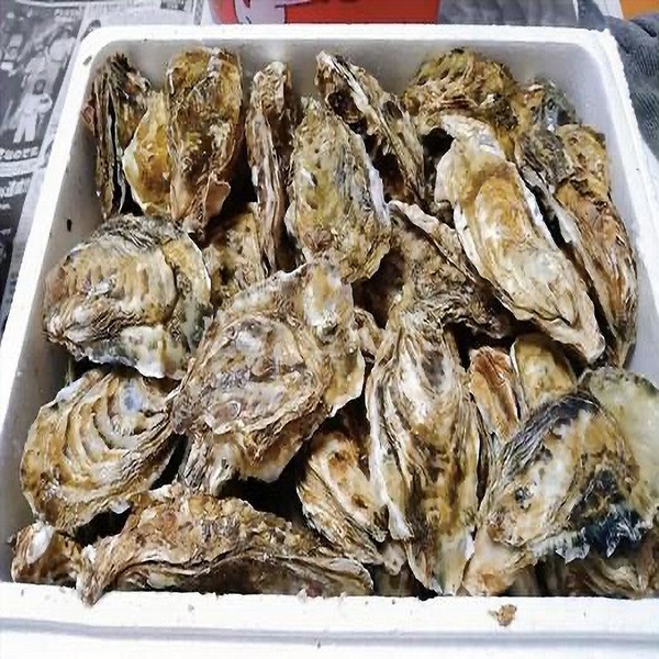 三陸産冷凍殻付き牡蠣　生食可能　10kg/箱　サイズ無選別