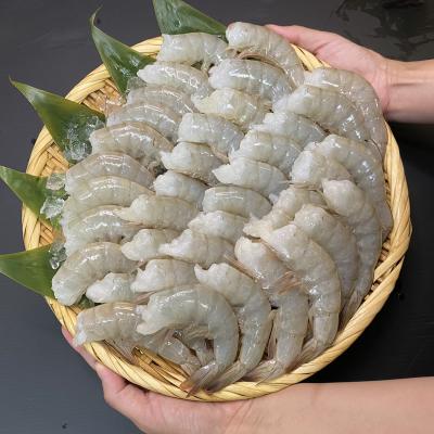 �g��Ղ̊C�V®�h�@�C���{�B���Y�C�V�@�����@16/20�@(221)