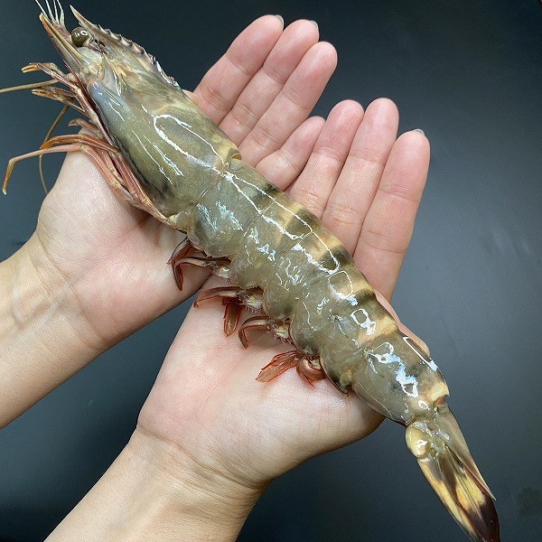 その他エビ-|仕入れなら業務用食材卸売市場Mマート その他エビ-|仕入れなら業務用食材卸売市場Mマート