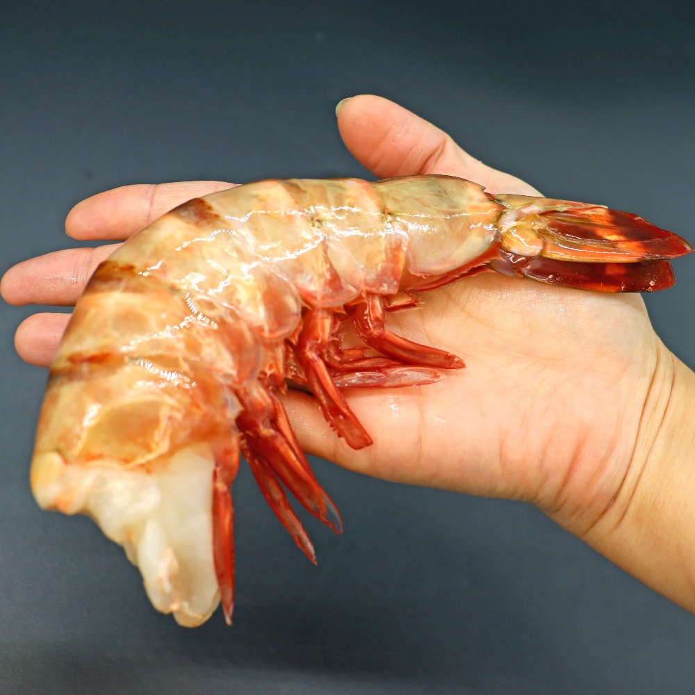 �y�����ʁz�y�V�R�z������I�������уV�[�^�C�K�[4/6�T�C�Y(494)