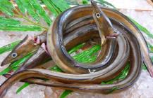 �X�܎ʐ^�E���S