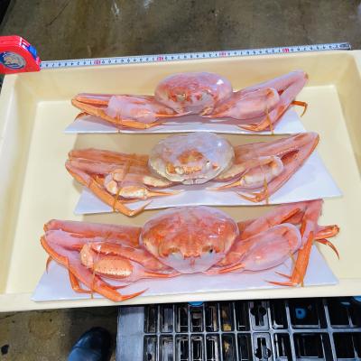 【送料込】　カニ冷凍ボイル紅ズワイガニ特大　500g前後6枚入