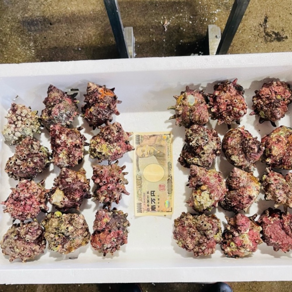 『送料込』【山陰沖産】冷凍生サザエ　5kg　１ヶ約180-200ｇ