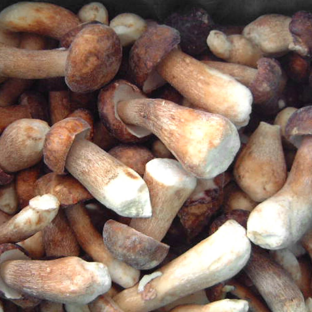 �y2kg�z���Ⓚ�|���`�[�j�z�[���@4-6cm�y�p�X�^�E�������Ȃǁz