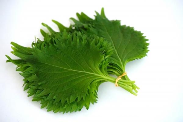 国産　青紫蘇ペースト【素材100％】【無添加・無加糖】