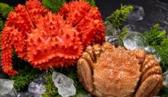 �X�܎ʐ^�E���S