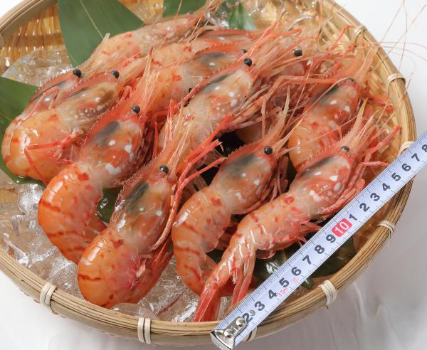 ロシア産ボタン海老　BM【500g15-16尾】