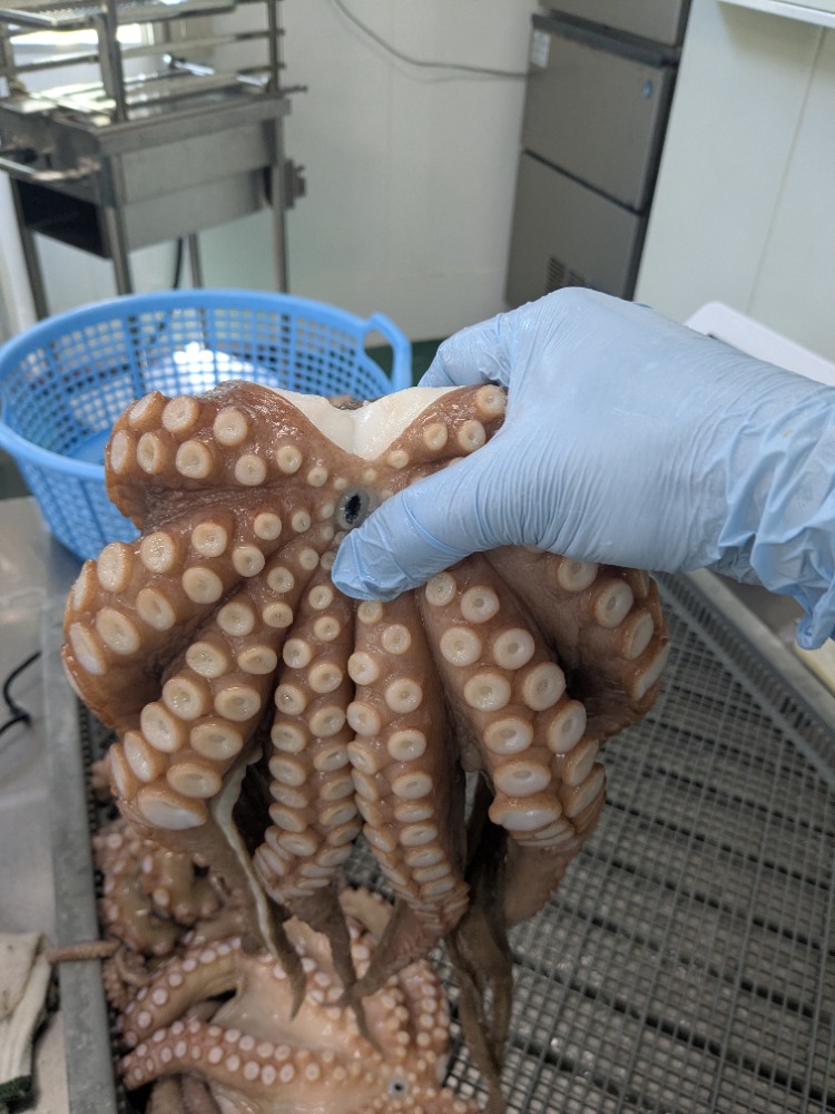 《国産・豊後水道》真だこ(マダコ・真蛸)　頭付き　洗い済み