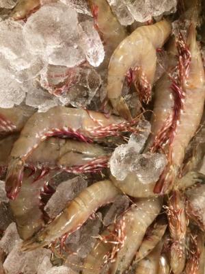 �y���M�p�z�������Y�@���ԊC�V�i1��40g�O��j