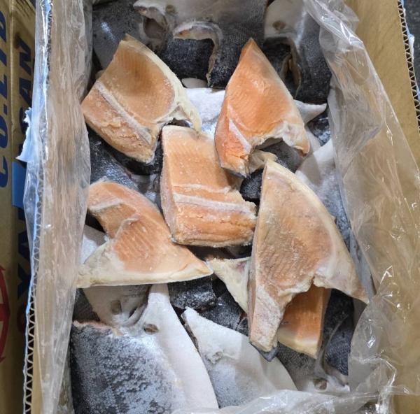 銀鮭　特大カマ（尾無し)