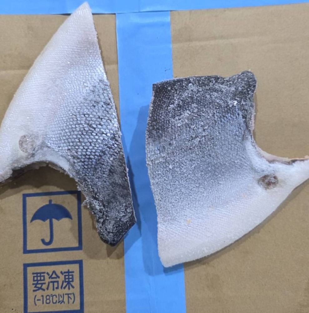 銀鮭　特大カマ（尾無し)