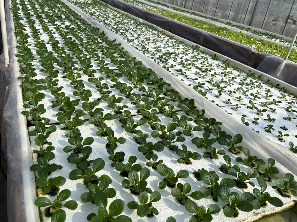 【水耕栽培】鹿児島県産　ベビーリーフ　25gx10P　ミックス野菜