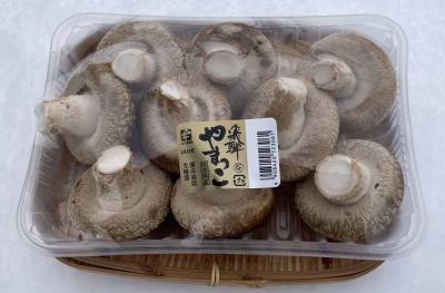 【岐阜県産】国産肉厚　特品　生椎茸（しいたけ）2L（約7cm）10P