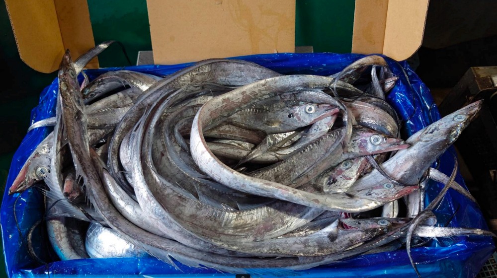 太刀魚　タチウオ　国産　銚子