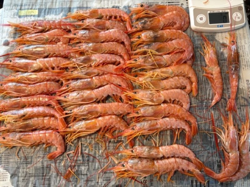 赤えび　L1　訳あり品　＜赤海老＞