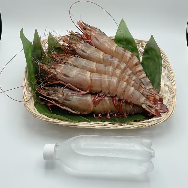 天然　有頭海老　シーターガー　5尾　（4651）