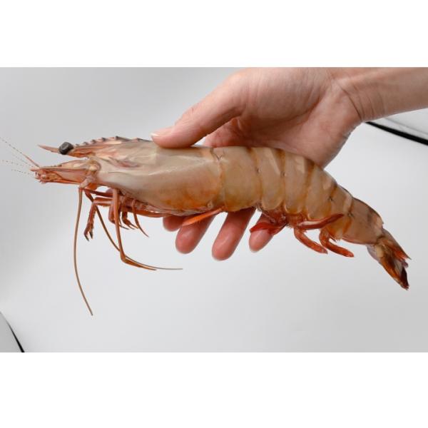 天然　有頭海老　シーターガー　5尾　（4651）