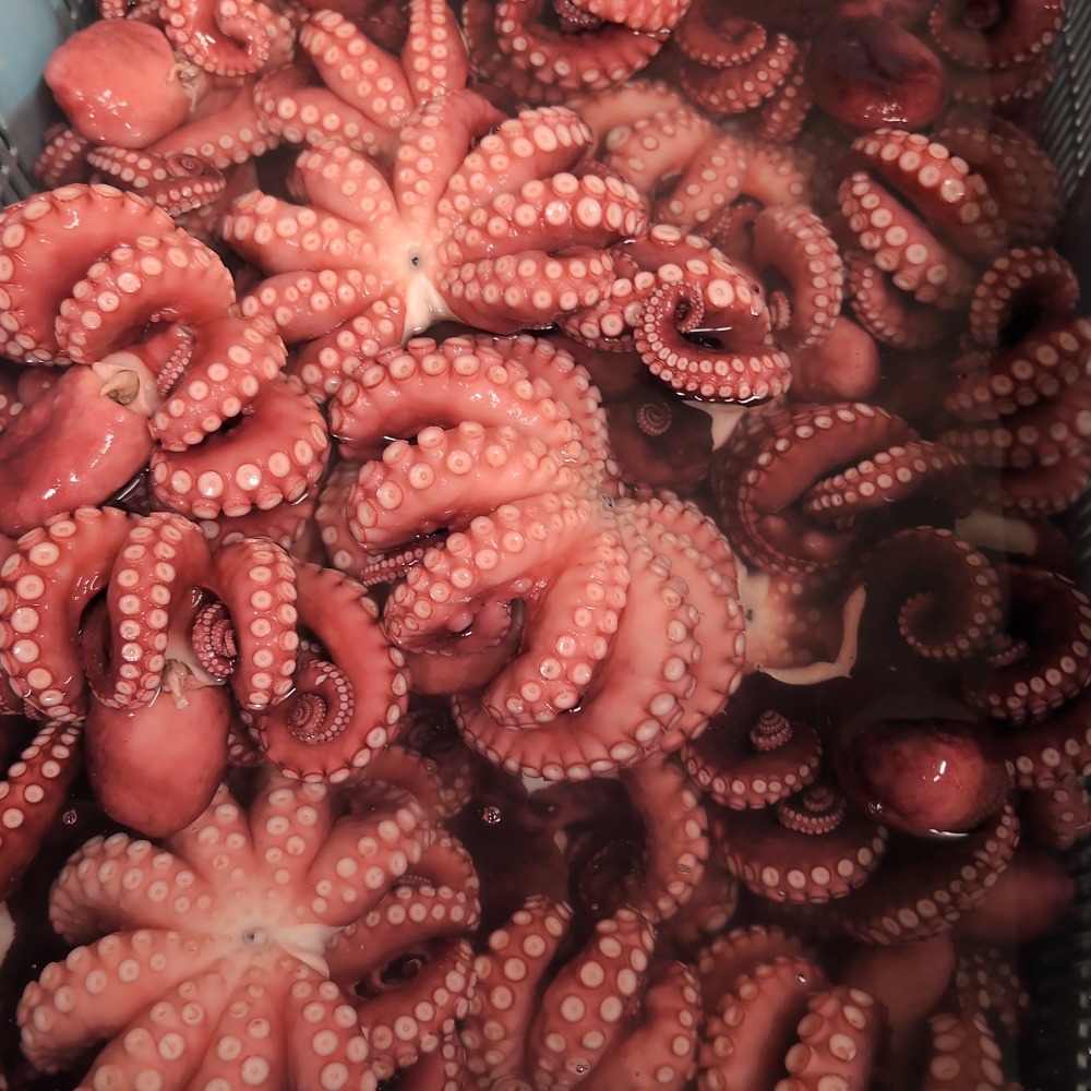 東シナ海産・国内加工　真蛸　冷凍ボイル蛸L（7-8尾/5kg）