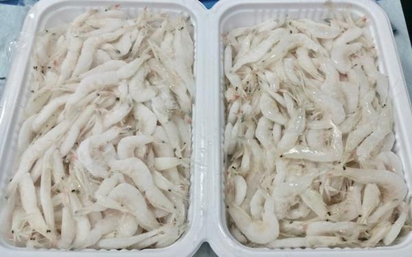 白えび生冷凍　500g/p（250gx2/p）x20p【生食可能品質】