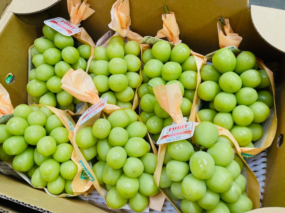 長野県産　大房シャインマスカット 8房セット 長野県産シャインマスカット大房 ぶどう 皮ごと食べられる
