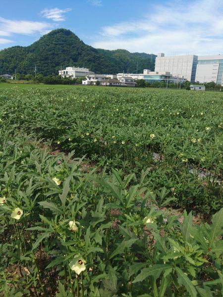 冷凍おくら（徳島産）　1kg（200ｇx５）　冷凍オクラ　国産